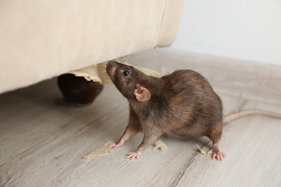 Rats & Mice Pest Control
