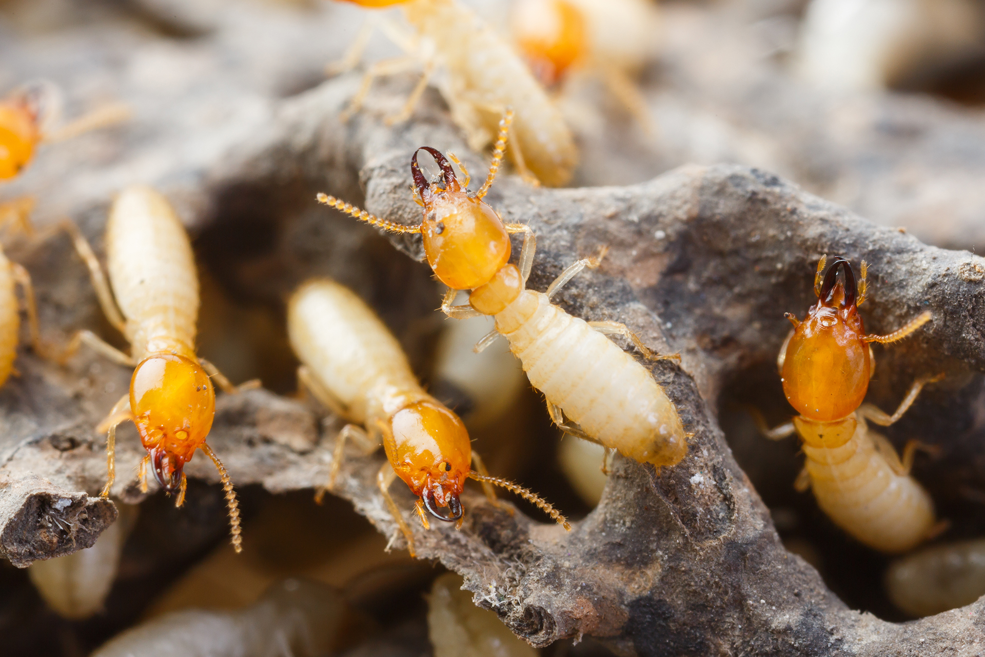 Termite Control Sydney