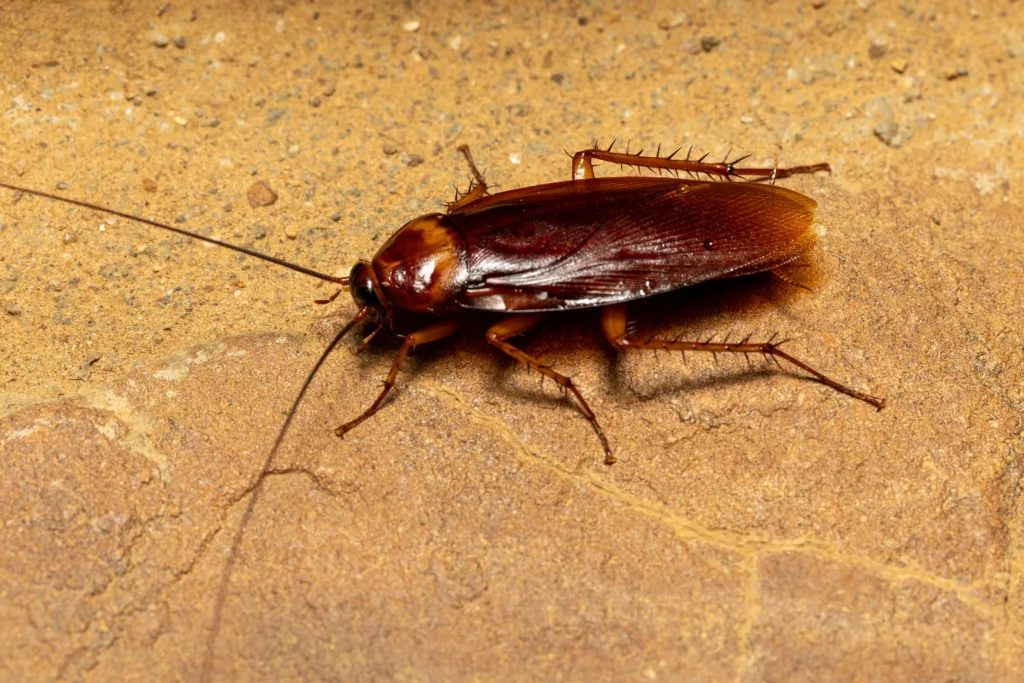 Cockroach Control Sydney – Safe & Thorough Extermination