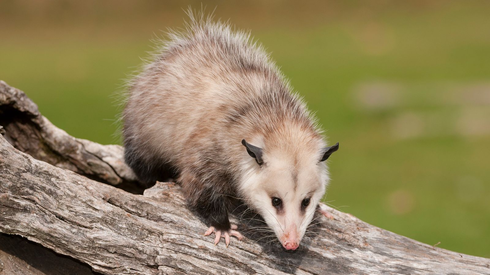 Possum Removal Sydney