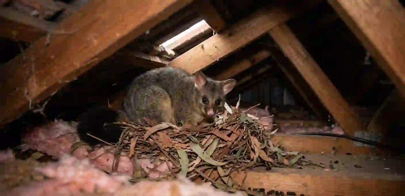 Possum