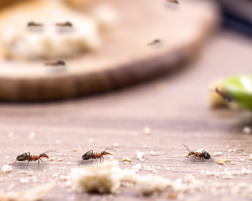 Ants Control Ants Control