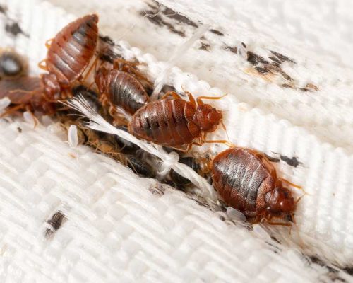 bed-bugs bed-bugs