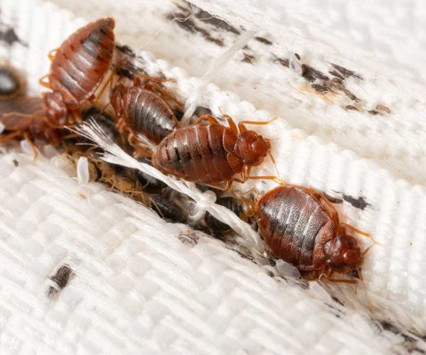 bed-bugs