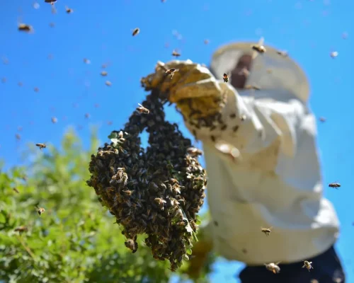 bee bee
