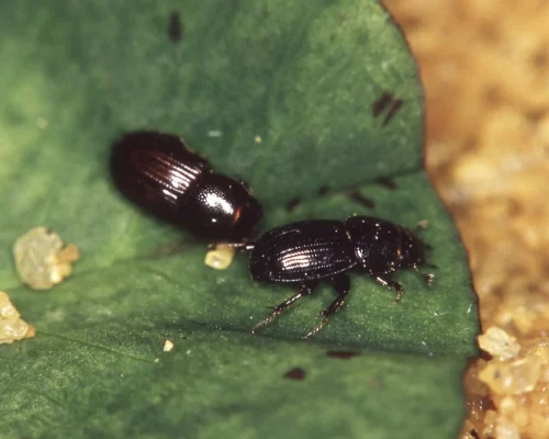 beetle beetle