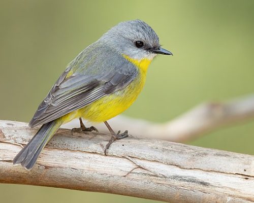 bird-control bird-control