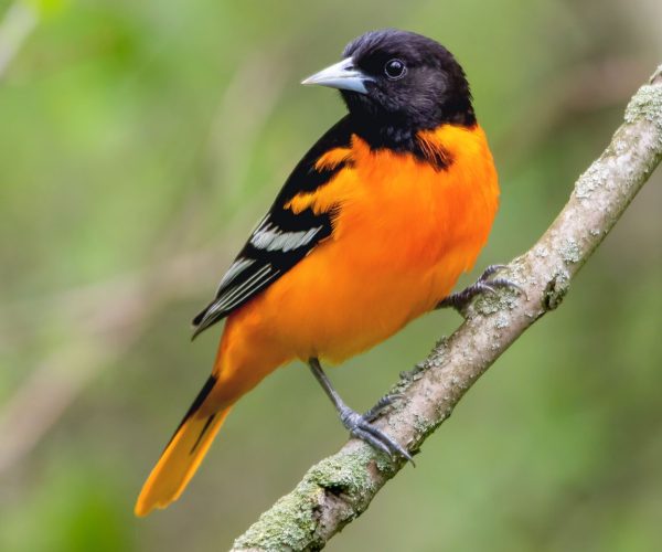birds