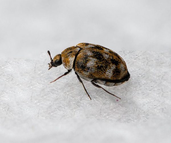 carpet-beetles