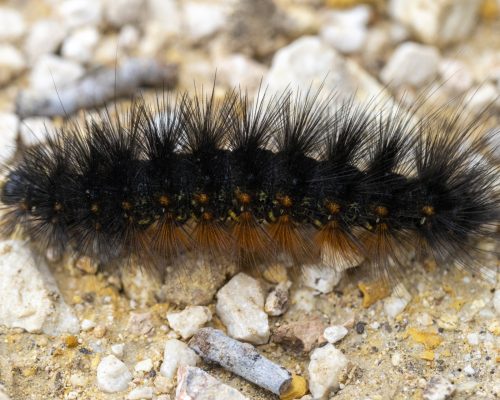caterpillars caterpillars