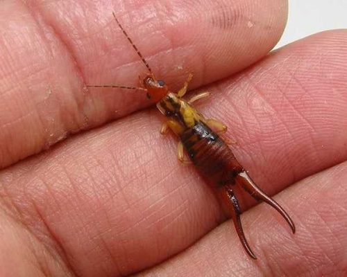 earwigs earwigs