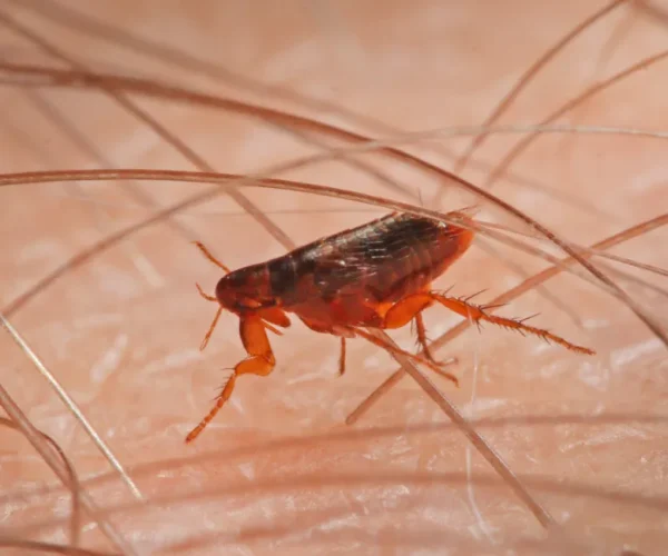 fleas