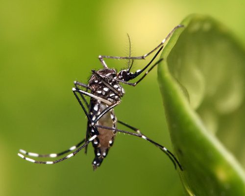mosquitos mosquitos
