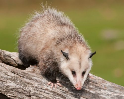 Possums Possum Removal Sydney
