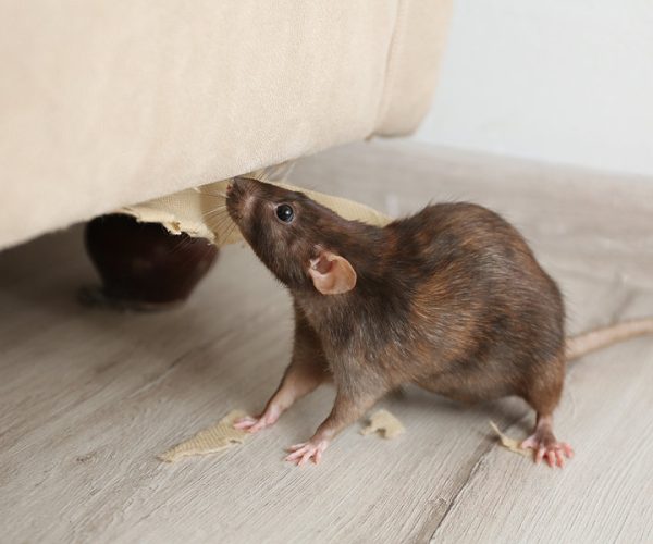 rat-mouse