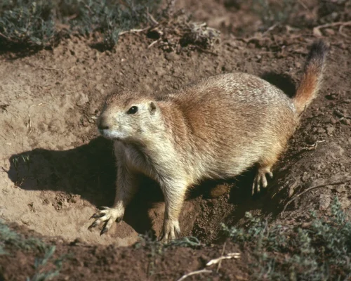 rodents rodents