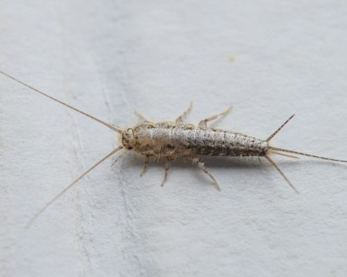 silverfish silverfish