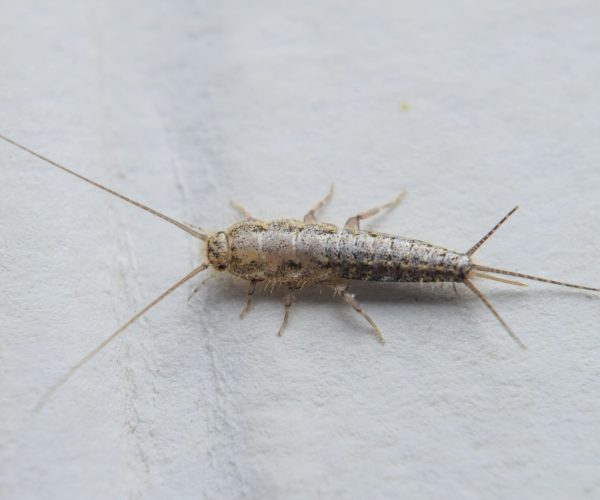 silverfish
