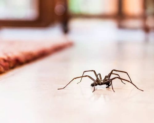 spider spider