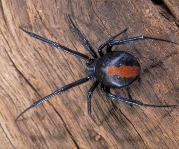 spider