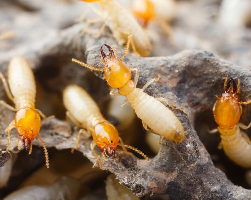 termite termite