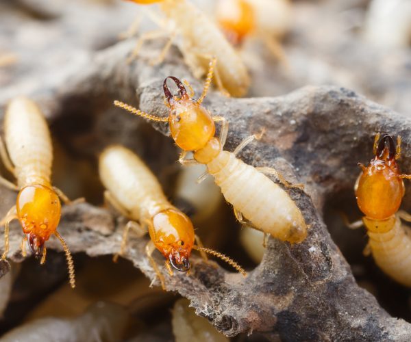 termite