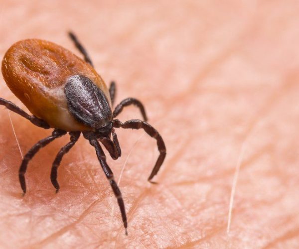 tick