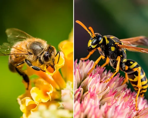 wasp wasp