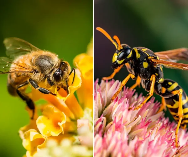wasp